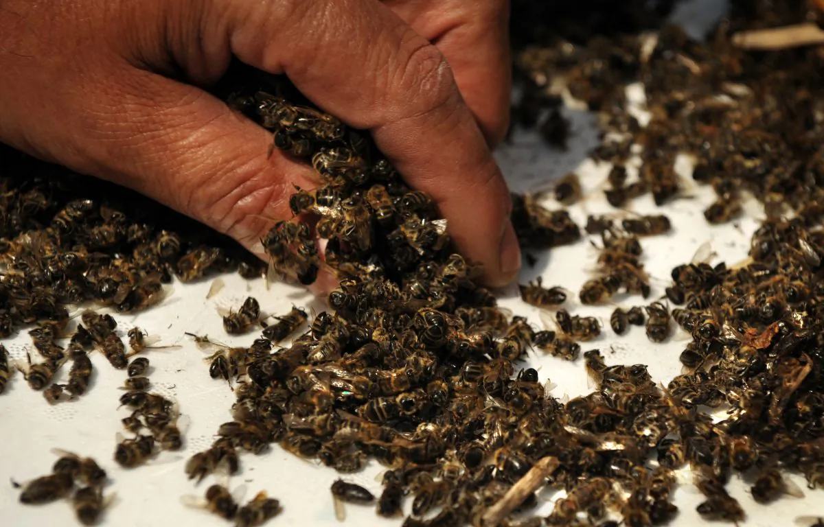 A beekeeper grabs dead bees during a demonstration against the use of bee-killing pesticides in front of the ministry in Sofia, Bulgaria, on April 22, 2013. Beekeepers gathered to protest and to call for a moratorium on the use of neonicotinoid pesticides, which are hazardous to bees. (Dimitar Dilkoff/AFP/Getty Images)