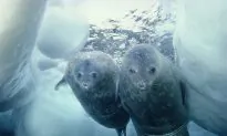 Robot Submarine Looks Under Antarctic to Find Out Why Sea Ice Is Getting Thicker