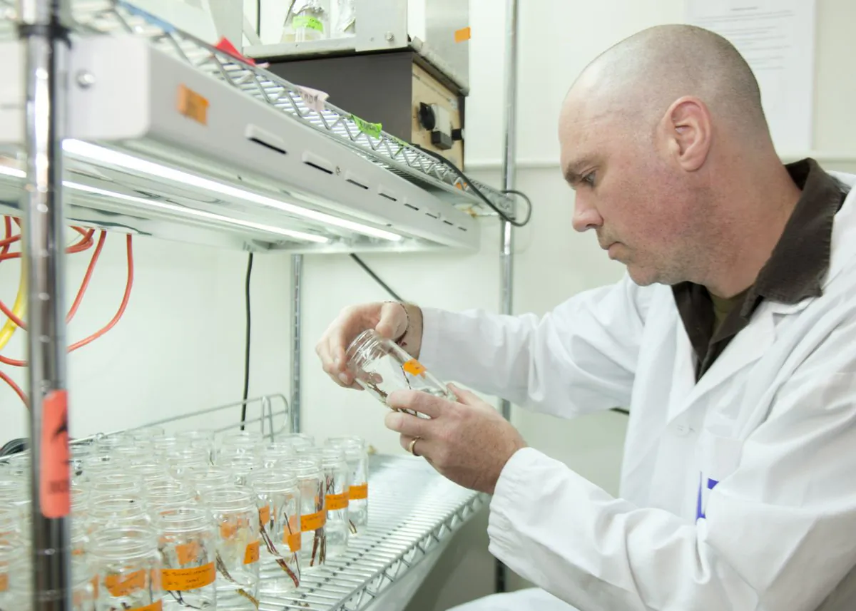 The Doty lab conducts work to see how plants treated with naturally occurring endophytes might handle soils contaminated with a variety of pollutants. Graduate student Robert Tournay, for example, is interested in how the plants handle arsenic. (M Levin/U of Washington)