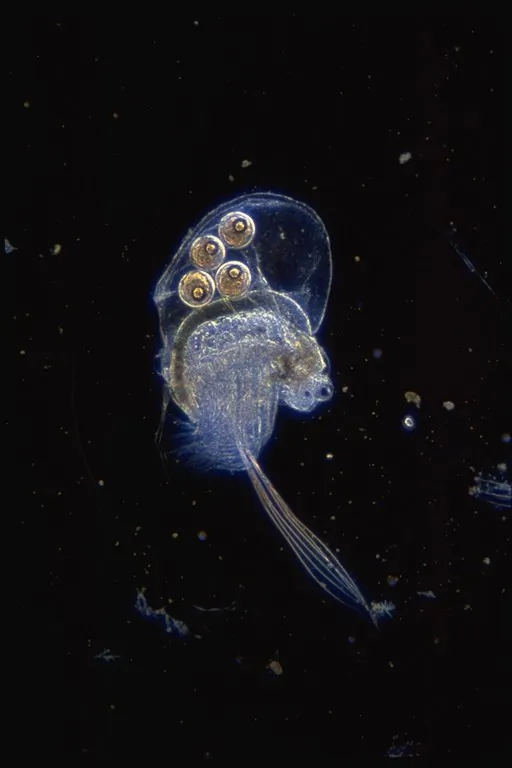 A single Holopedium.  (Michael Arts, Ryerson University)