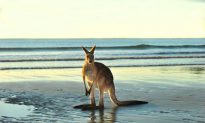 Cool Tips to Visit Australia on a Low Budget