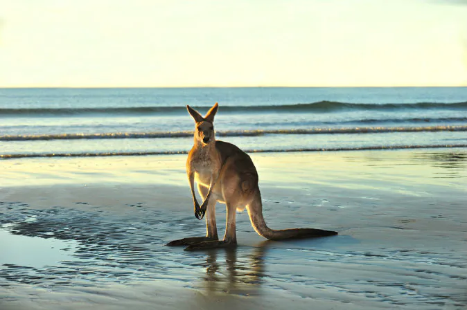 Kangaroo via Shutterstock*