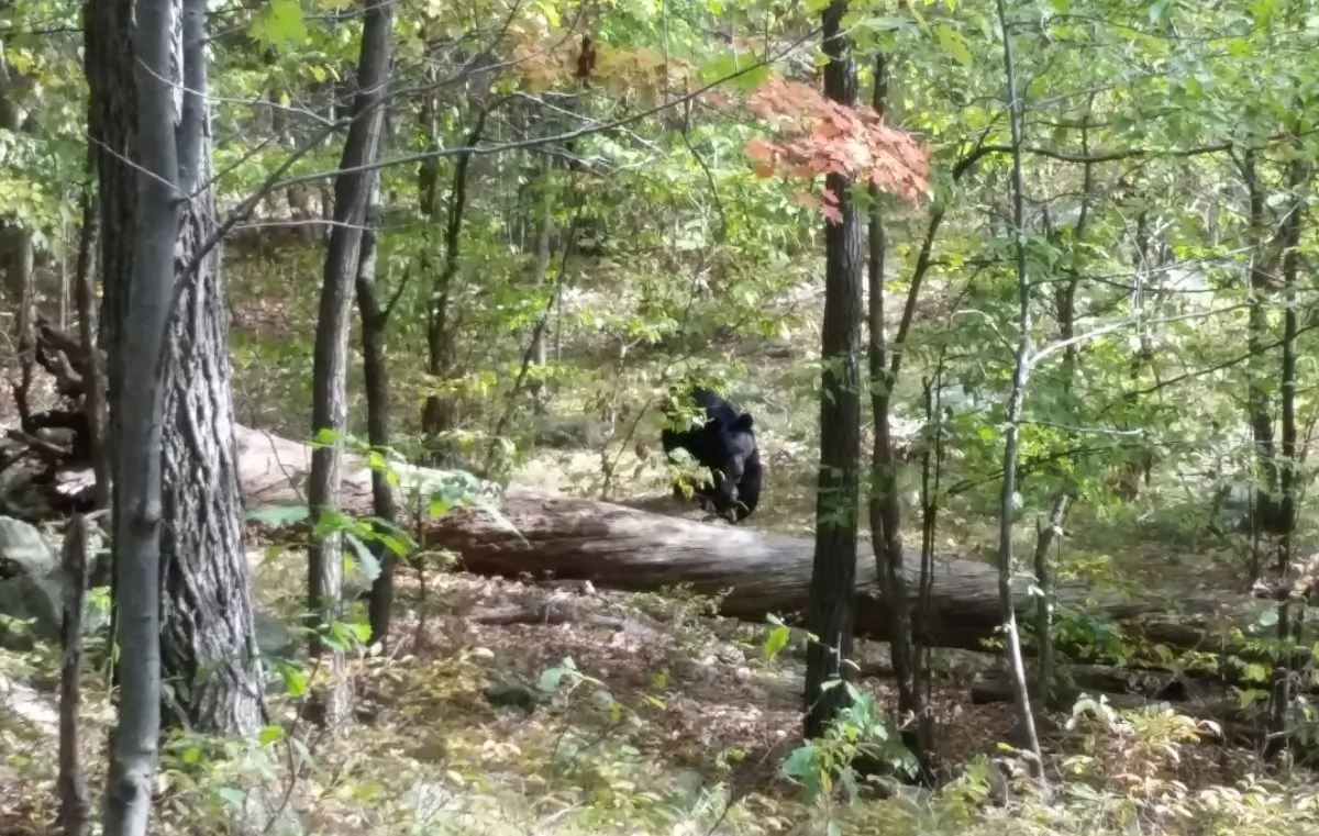 This photo of a black bear taken by 22-year-old hiker Darsh Patel before he was mauled to death by the bear in New Jersey's Apshawa Preserve, on Sept. 21, 2014. (AP Photo/Darsh Patel via West Milford Police Department)