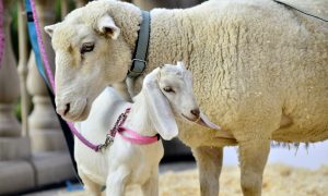 Are You Supporting This Cruel and Dumb Charity?