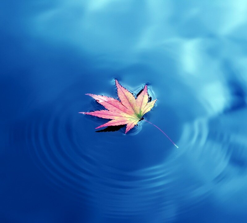 One way to cope with dark thoughts is to imagine them as leaves being dropped into a stream that carries them away. (Shutterstock*)