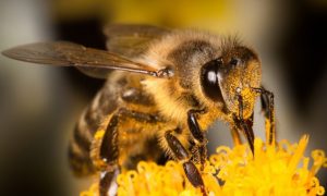 Bee Brain Hints at How We Make Memories