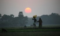 Failed GMO Promises Have Caused Nearly 300,000 Suicides in India Alone