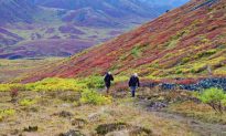 The Goldensides Hike in Tombstone Territorial Park, Yukon