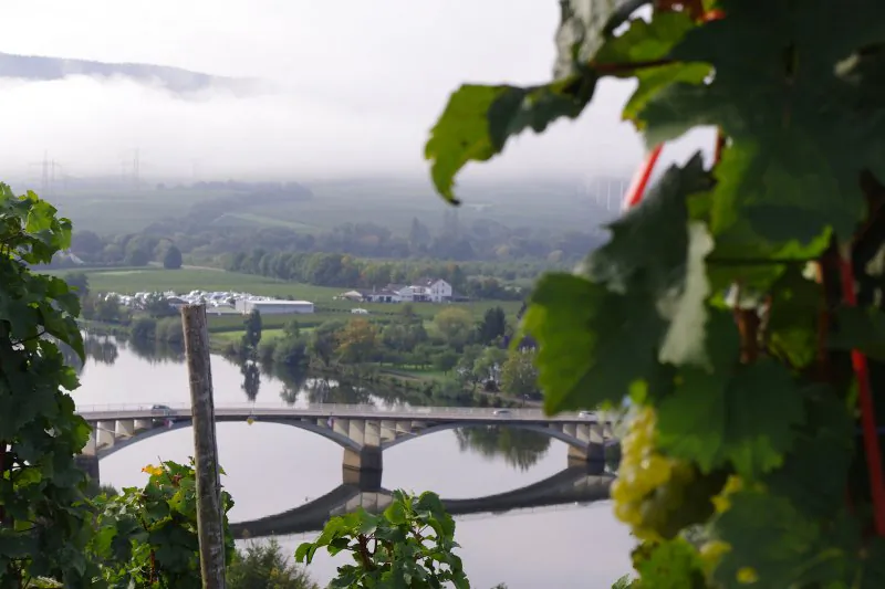 In the vineyards overlooking the Mosel. Thesen workers harvest on the steep slopes near Schweich.