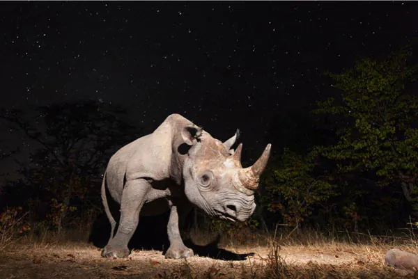 Awesome Camera Trap Pictures