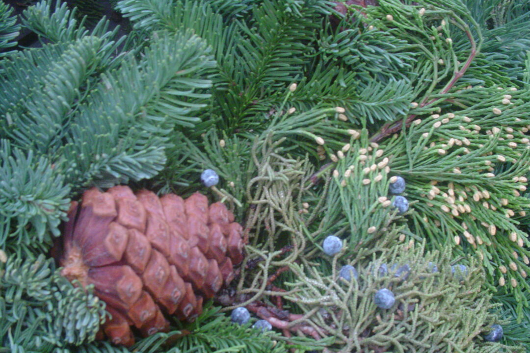 Evergreens have a cool and refreshing scent thanks to chemicals known as essential oils. Conan Milner/Epoch Times