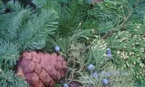 Evergreen Essential Oils