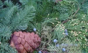 Evergreen Essential Oils