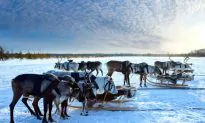 For the Thrills — Getting the Adrenaline Pumping in Lapland