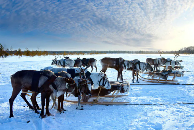 Northern deer via Shuterstock*