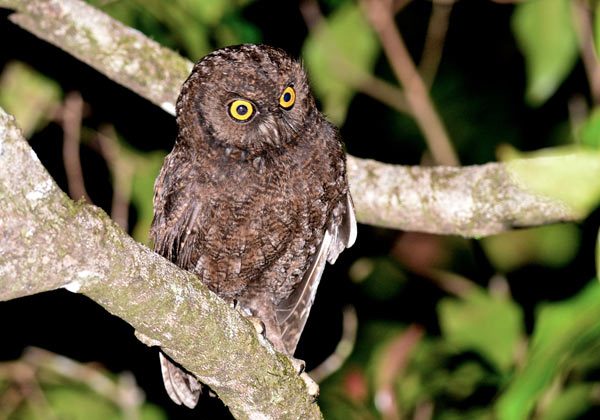 The Anjouan scops owl. Photo by: Alan Van Norman.