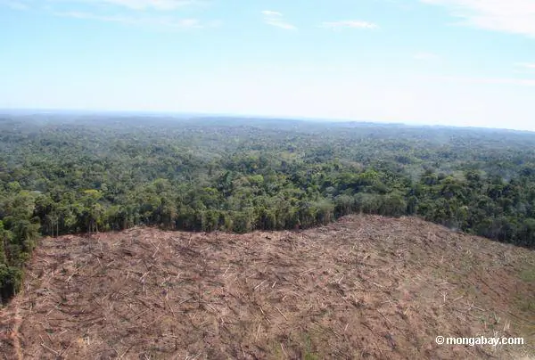 Deforestation Jumps in Peru