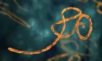 Evidence Shows MIT Had Cure for Ebola Back in 2011