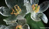 ‘Skeleton Flower’ Becomes Transparent With Rain (Video)