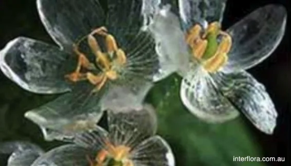 ‘Skeleton Flower’ Becomes Transparent With Rain (Video)