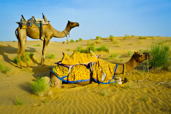 two camels in the desert near Jaisalmer, Rajasthan, India via Shutterstock*