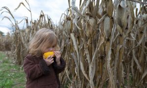 6 Facts You May Not Know About GMOs