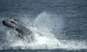 Biologist Reveals How Whales May 'Sing' for Their Supper