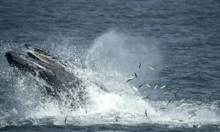 FILE - In this Aug. 28, 2014 file photo provided by the Wildlife Conservation Society, a humpback whale breaks the surface in the waters through a school of fish six miles off the coast of New York City. Naturalists aboard whale-watching boats have seen humpbacks in the Atlantic Ocean within a mile of the Rockaway peninsula, part of New York's borough of Queens. Humpback whales, the gigantic, endangered mammals known for their haunting underwater songs, were spotted 87 times from the boats in 2014. That's up from three sightings in 2011.  (AP Photo/Wildlife Conservation Society, Julie Larsen Maher, File)