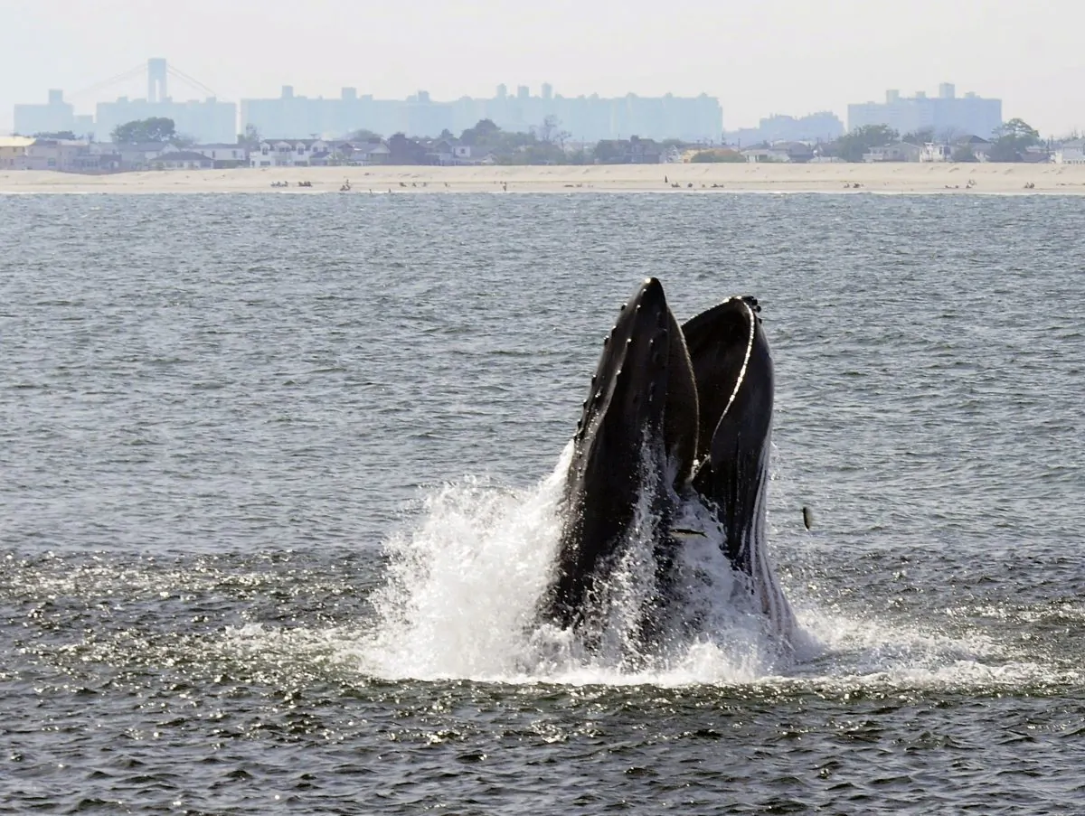 A humpback whale breaks through the surface of the Atlantic Ocean just off a beach on the Rockaway peninsula near New York City in June 2014. Humpbacks have been approaching the city in greater numbers than in many years; there were 87 sightings in nearby waters from a whale-watching boat in 2014. (AP Photo/Gotham Whale/Dennis Guiney)