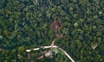 Deforestation Threatens Forest Dependent People Too