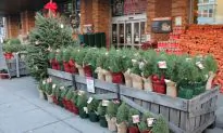 Rosemary Protects Against Macular Degeneration
