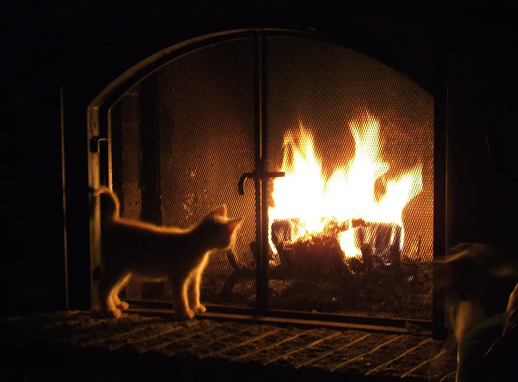 The cat approves. (Michel Filion, CC BY)