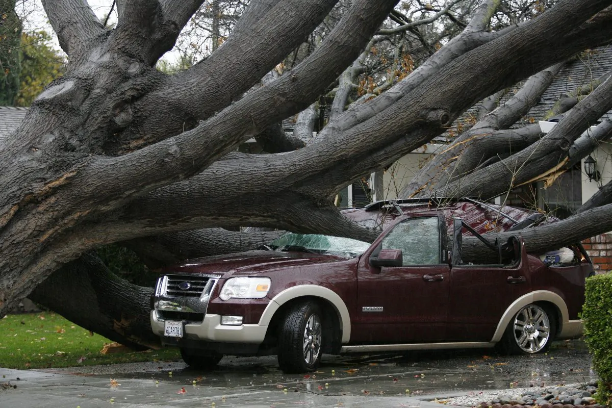 An SUV is crushed by a large oak tree during a storm in San Jose, Calif., on Thursday, Dec. 11, 2014. No injuries were reported. A powerful storm churned through Northern California Thursday, knocking out power to tens of thousands and delaying commuters while soaking the region with much-needed rain. (AP Photo/Bay Area News Group, Gary Reyes)