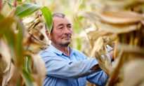 Mold on Corn Can Cause Liver Cancer
