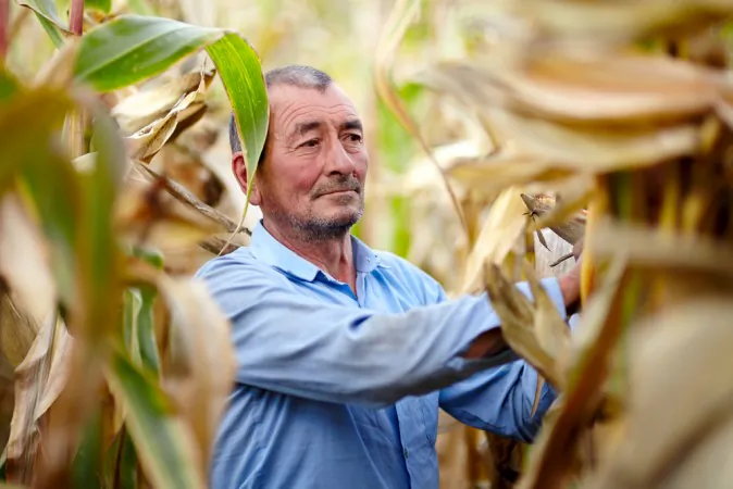 "Our studies to this point suggest that up to 155,000 cases of liver cancer per year come from aflatoxin exposure in the diet," Felicia Wu says. "The majority of cases occurs in sub-Saharan Africa, southeast Asia and China, and parts of Central America."(Shutterstock*)