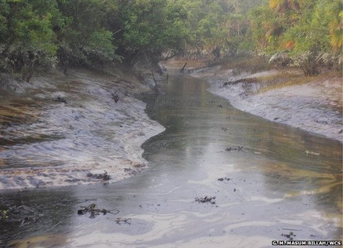 In this file photo, major oil spill in the Sunderbans. (G.M. Masum Billah/WCS)