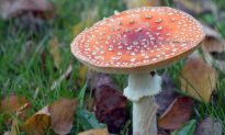 Queen Elizabeth: Garden Has Hallucinogenic ‘Super Mario Bros’ Mushrooms