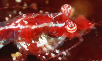 10 New Animal Species Discovered in 2014 (Video)