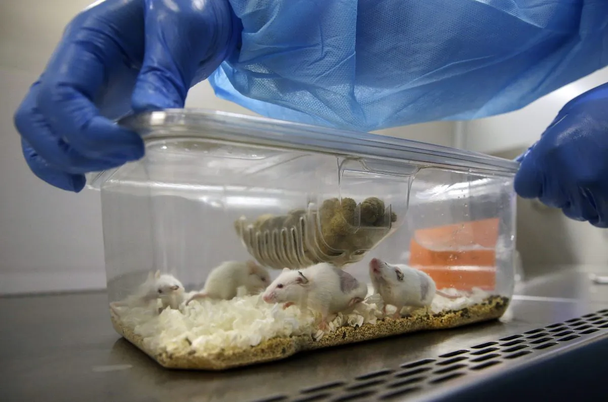 In this Sept. 19, 2014, photo, Charles Cook, manager of facilities and operations at Champions Oncology, opens a plastic cage containing mice carrying bits of a cancer patient's tumor in a lab in Baltimore. Cancer patients are paying the private lab to breed mice that carry bits of their own tumors so treatments can be tried first on the customized rodents. The idea is to see which drugs might work best on a specific person's specific cancer. (AP Photo/Patrick Semansky)
