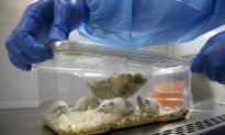 Protection of the Mouse Gut by Mucus Depends on Microbes