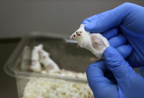 Scientists Extend Mice Lifespan by 25 Percent, Shows Promise for Humans