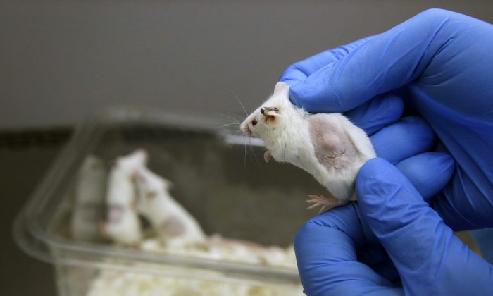 In this Sept. 19, 2014, photo, Charles Cook, manager of facilities and operations at Champions Oncology, displays mouse carrying a cancer patient's tumor graft under its skin in a lab in Baltimore. Cancer patients are paying the private lab to breed mice that carry bits of their own tumors so treatments can be tried first on the customized rodents. The idea is to see which drugs might work best on a specific person's specific cancer. (AP Photo/Patrick Semansky)