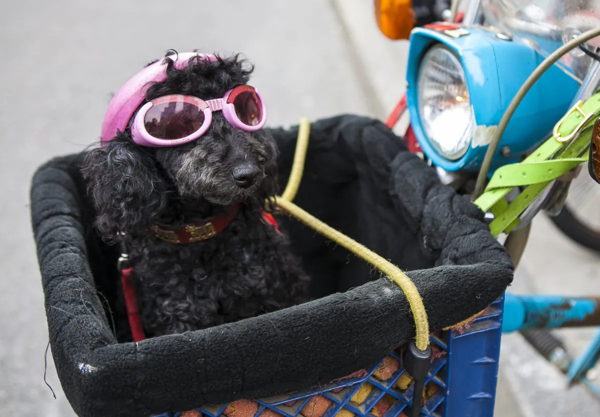 A dog sitting in a scooter in Manhattan, N.Y., on April 1, 2014. New York State passed a law on Monday, December 15, 2014 prohibiting pet owners from giving their animals cosmetic tattoos or piercings. (Samira Bouaou/Epoch Times)