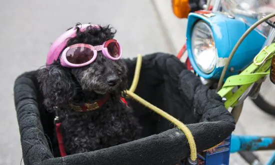 Governor Signs Bill Outlawing Pet Tattoos and Piercings