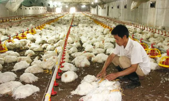 Chinese Chicken Nearly Got Into US Public Schools
