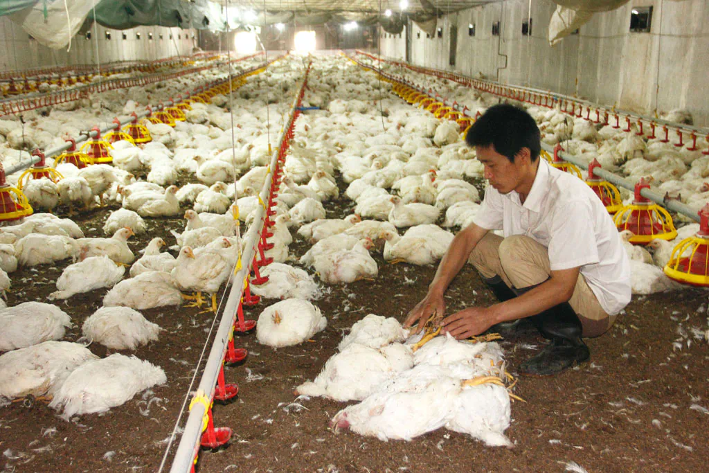 A chicken farmer in China's Shaanxi province picks dead chickens out of the live ones on July 3 in his henhouse. Chickens processed in China were banned from U.S. public school lunches in the proposed federal budget. (ChinaFotoPress/Getty Images)