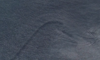 Google Earth May Have Discovered a Mystery Creature (Video)
