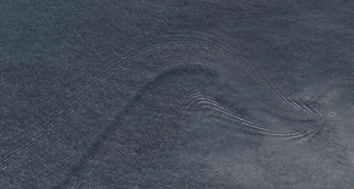 Google Earth May Have Discovered a Mystery Creature (Video)