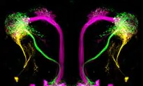 How the Brain Can Distinguish Good From Bad Smells