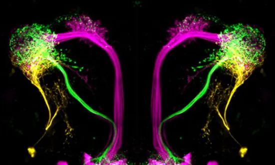 How the Brain Can Distinguish Good From Bad Smells